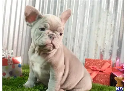 French Bulldog