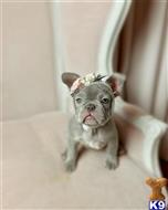 french bulldog puppy posted by gpupies20