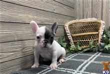 french bulldog puppy posted by gpupies20
