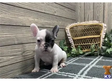 French Bulldog