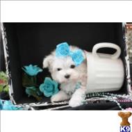 maltese puppy posted by gpupies20