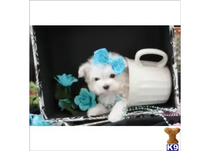 Adorable Teacups and tiny toys   954-770-2672 available Maltese puppy located in CORAL SPRINGS