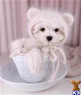maltese puppy posted by gpupies20