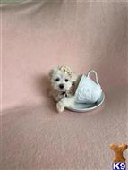 maltese puppy posted by gpupies20