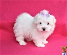 maltese puppy posted by gpupies20