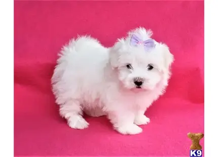 Cuties - Teacups and tiny toys   954-770-2672 available Maltese puppy located in CORAL SPRINGS