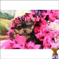 yorkshire terrier puppy posted by gpupies20