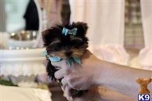 yorkshire terrier puppy posted by gpupies20