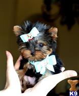 yorkshire terrier puppy posted by gpupies20