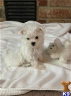 yorkshire terrier puppy posted by gpupies20