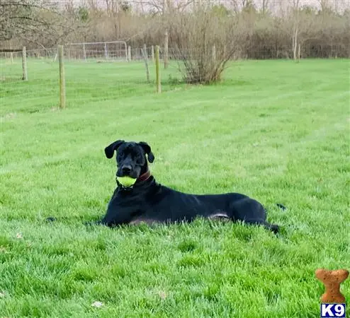 Great Dane stud dog