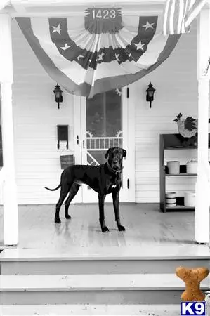 Great Dane stud dog