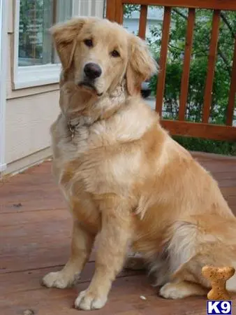 Golden Retriever stud dog