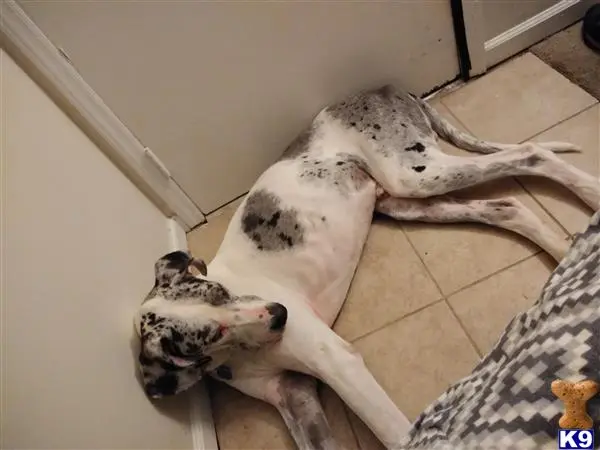 Great Dane stud dog