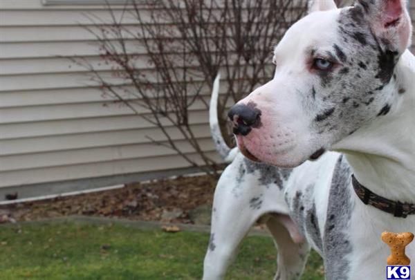 a great dane dog standing on grass