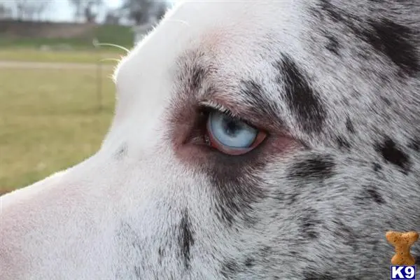 Great Dane stud dog