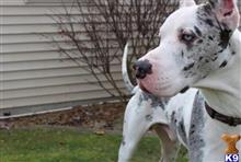 Great Dane