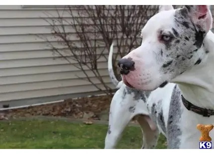 Great Dane