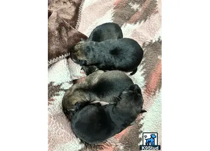a group of german shepherd puppies sleeping on a blanket