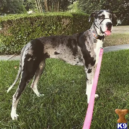 Great Dane female dog