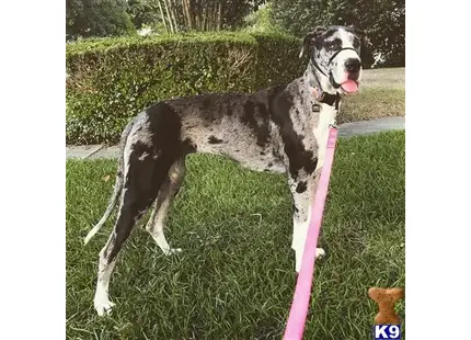 Great Dane