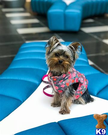 Yorkshire Terrier female dog