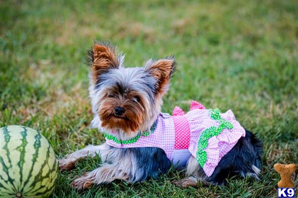 Yorkshire Terrier female dog