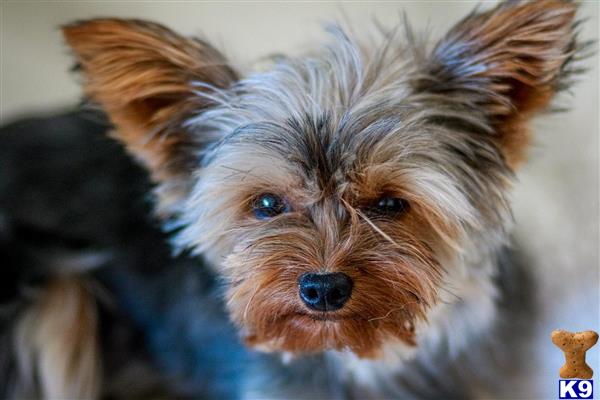 Yorkshire Terrier female dog