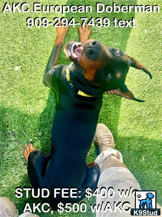 Doberman Pinscher