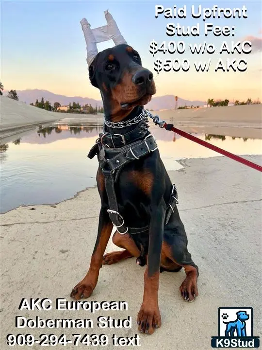 Doberman Pinscher