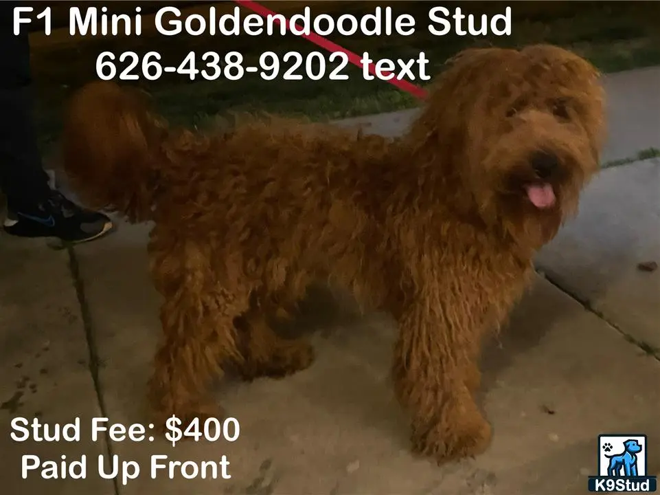 Goldendoodles