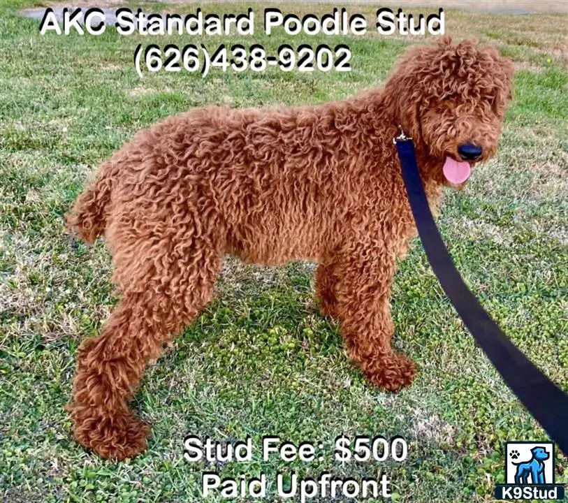a poodle dog on a leash