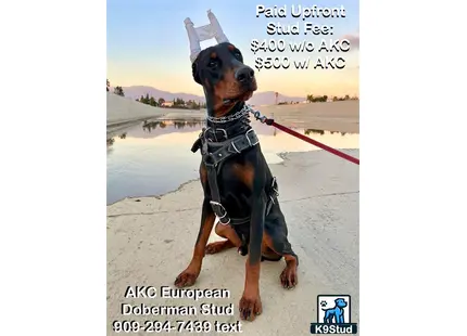 Doberman Pinscher