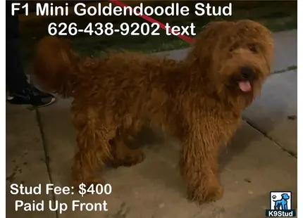 Goldendoodles