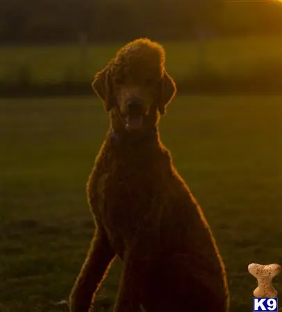 Poodle stud dog