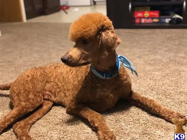 Poodle stud dog