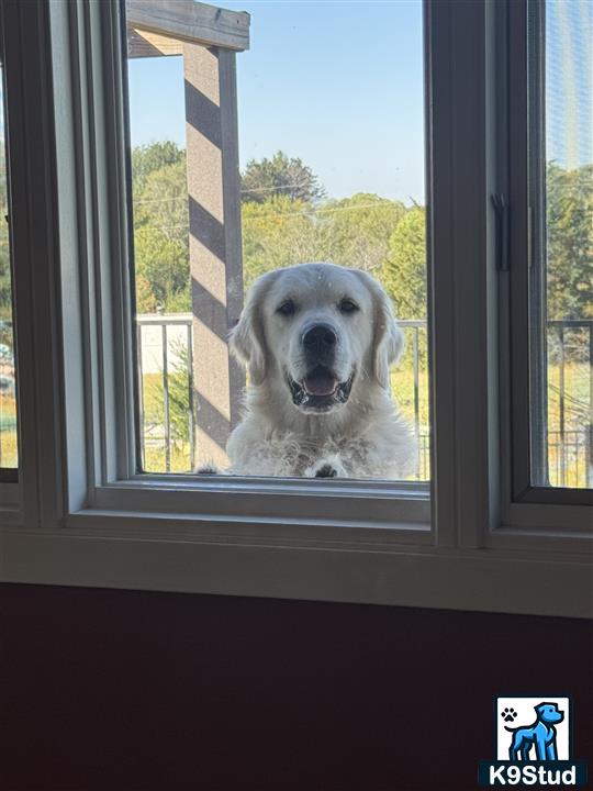 a golden retriever dog looking out a window