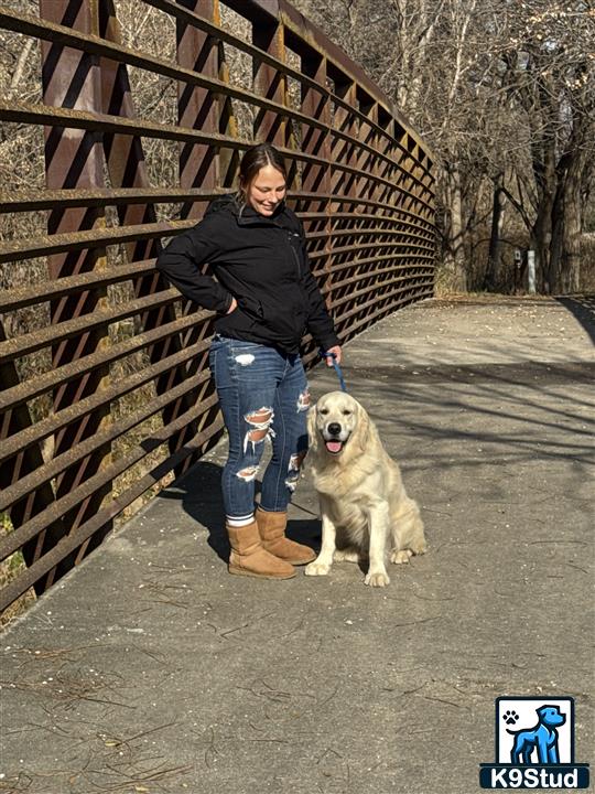 a person walking a golden retriever dog
