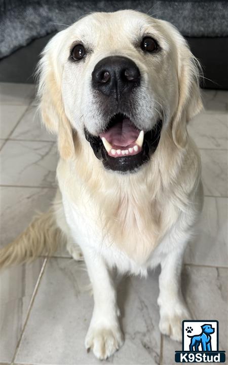 a golden retriever dog with its mouth open