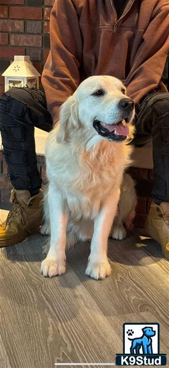 a golden retriever dog sitting on a wood floor