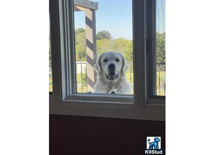 a golden retriever dog looking out a window