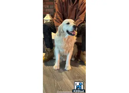 a golden retriever dog sitting on a wood floor