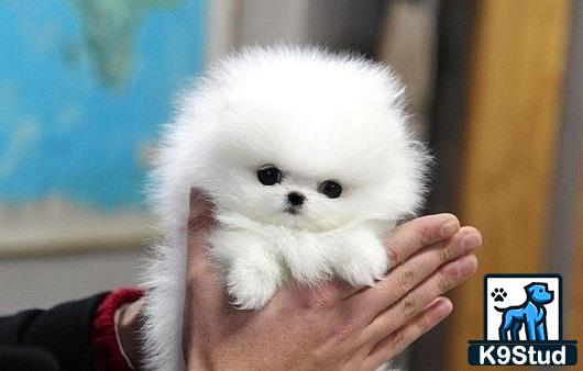 a person holding a small animal