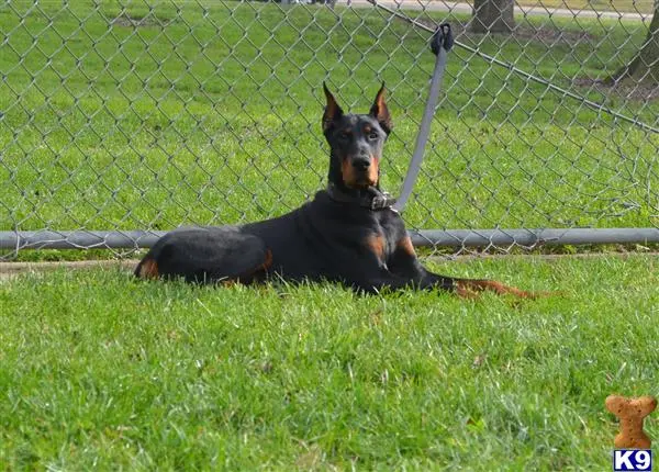 Doberman Pinscher stud dog