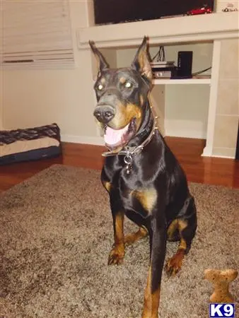 Doberman Pinscher stud dog