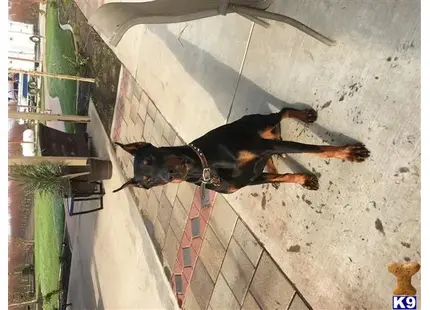 Doberman Pinscher