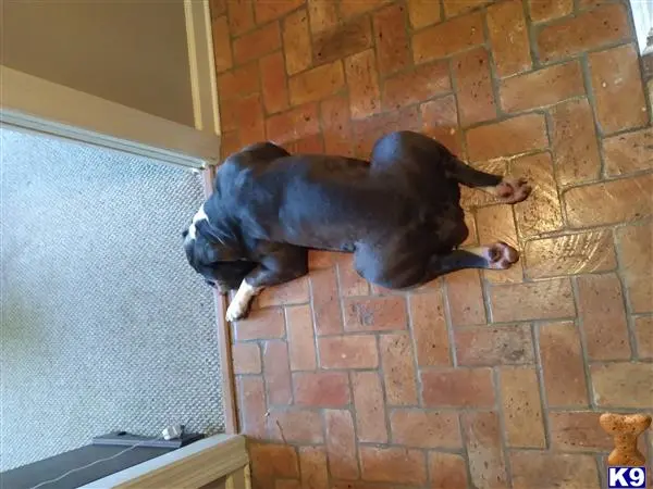 Old English Bulldog stud dog: a old english bulldog dog lying on a brick floor