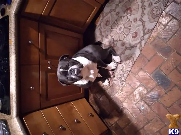 Old English Bulldog stud dog: a old english bulldog dog lying on the floor