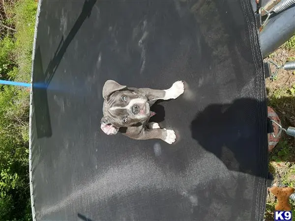 Old English Bulldog stud dog: a old english bulldog dog in a black box