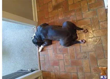 Old English Bulldog stud dog: a old english bulldog dog lying on a brick floor